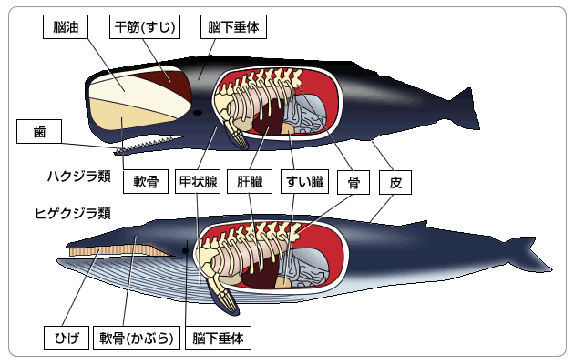 通販サイトへようこそ クジラの歯 くじら 鯨 - アンティーク/コレクション